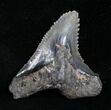 Huge Hemipristis Shark Tooth Fossil - SC #4329-1